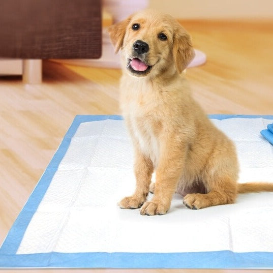Effektive Tisseputer for Hunder – Rent Hjem, Enkel Hundetrening