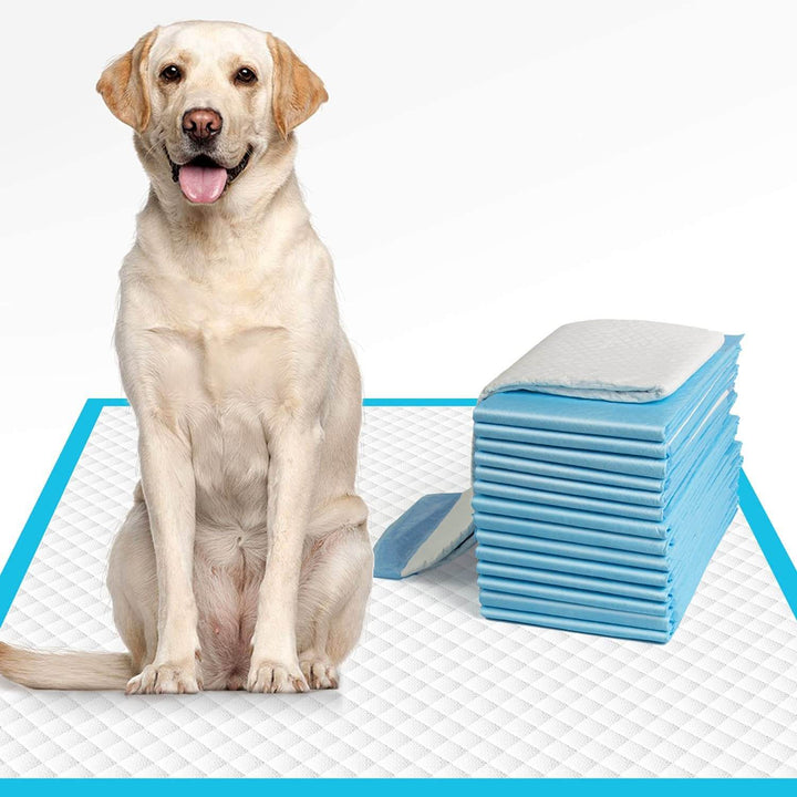 Effektive Tisseputer for Hunder – Rent Hjem, Enkel Hundetrening
