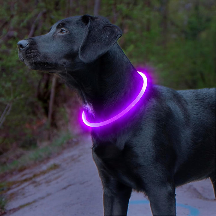 Hunde LED Halsbånd med USB-Lading for Økt Synlighet
