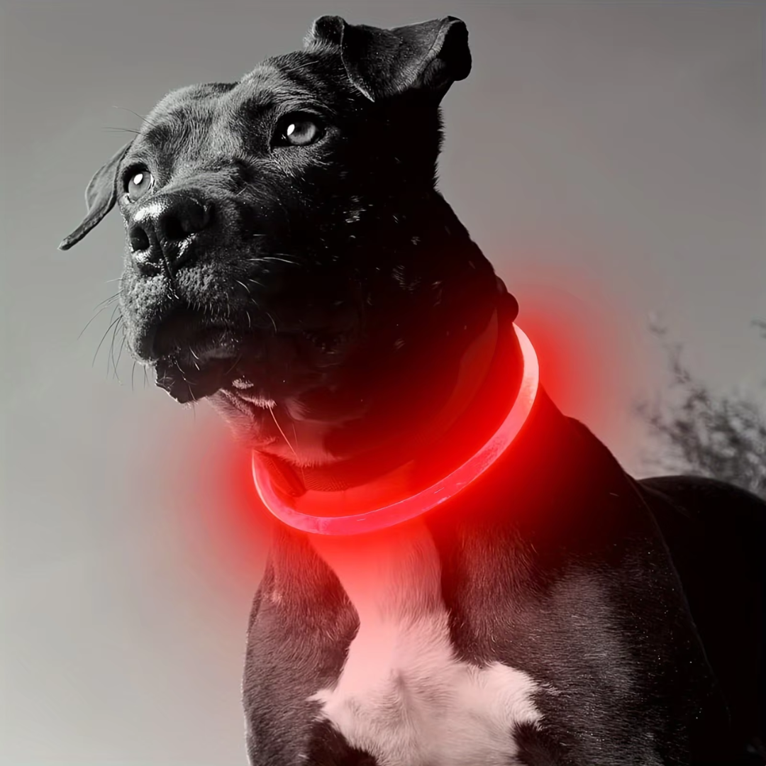 Hunde LED Halsbånd med USB-Lading for Økt Synlighet